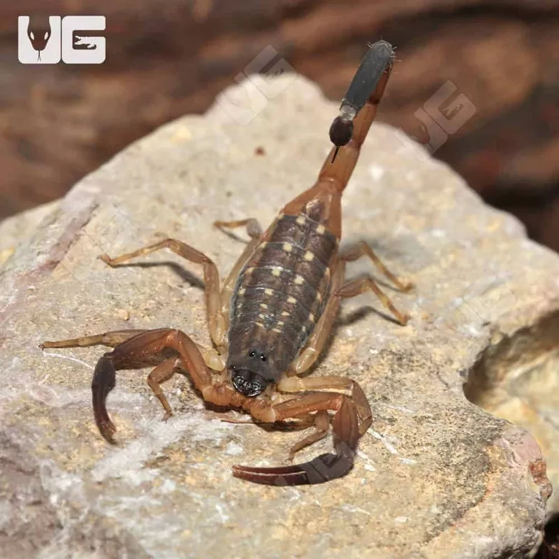 Thai Bark Scorpion – Single